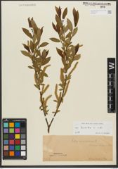Foto von Salix triandra subsp. triandra L.